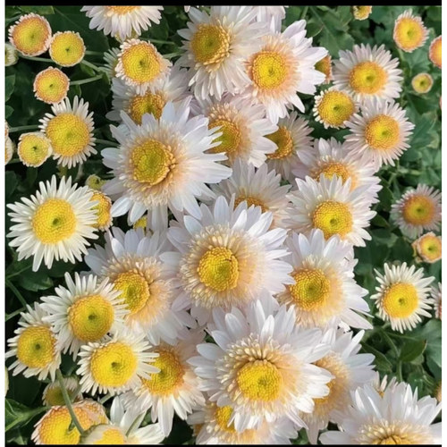 耐寒耐热336粉白蒲  切花菊花苗 扦插苗 满28元包邮