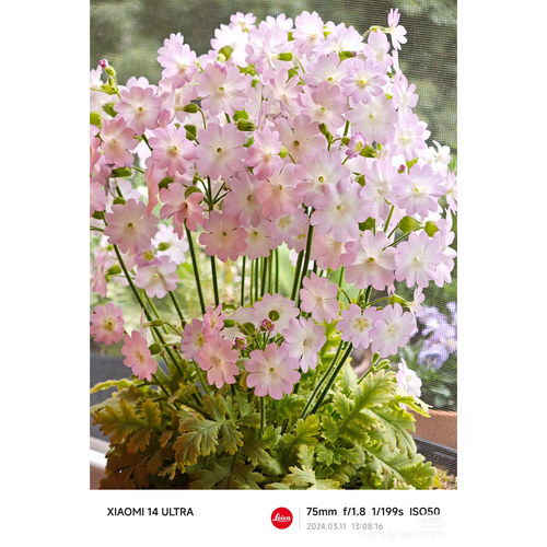 陕西 羽叶报春 开花机器，盆栽小苗 28元包邮