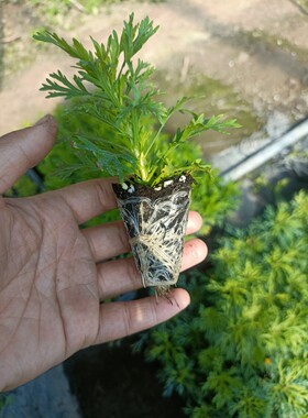 玛格丽特花苗无性系多年生花花卉 开花机器 28元包邮