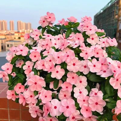 四季开花 进口一代种播长春花苗 四季开花  开花机器 满28元包邮