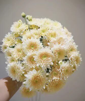 香草冰沙(451) 耐寒耐热 千头菊 切花菊花苗小苗  满28元包邮