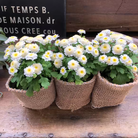 耐寒耐热 多年生 适合小花盆 重瓣矮生白色短舌匹菊 卡洛斯 超萌
