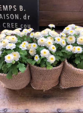 耐寒耐热 多年生 适合小花盆 重瓣矮生白色短舌匹菊 卡洛斯 超萌