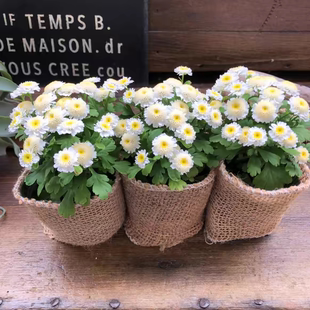 耐寒耐热 多年生 适合小花盆 重瓣矮生白色短舌匹菊 卡洛斯 超萌