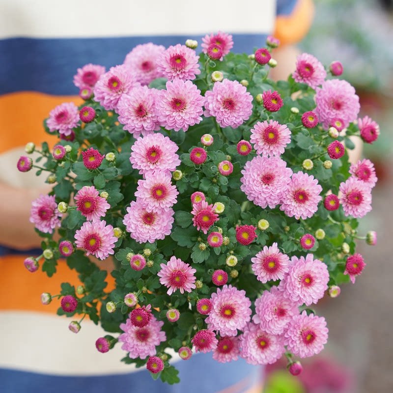糖果甜心  花园球菊 耐寒耐热 多花千头菊 28元包邮