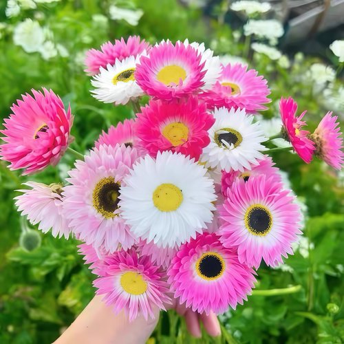 进口种播永生菊花苗小苗  永恒混色  可做干花 满28元包邮