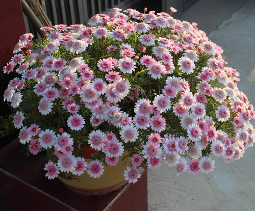 M46蒲公英绒球 玛格丽特花苗 满28元包邮