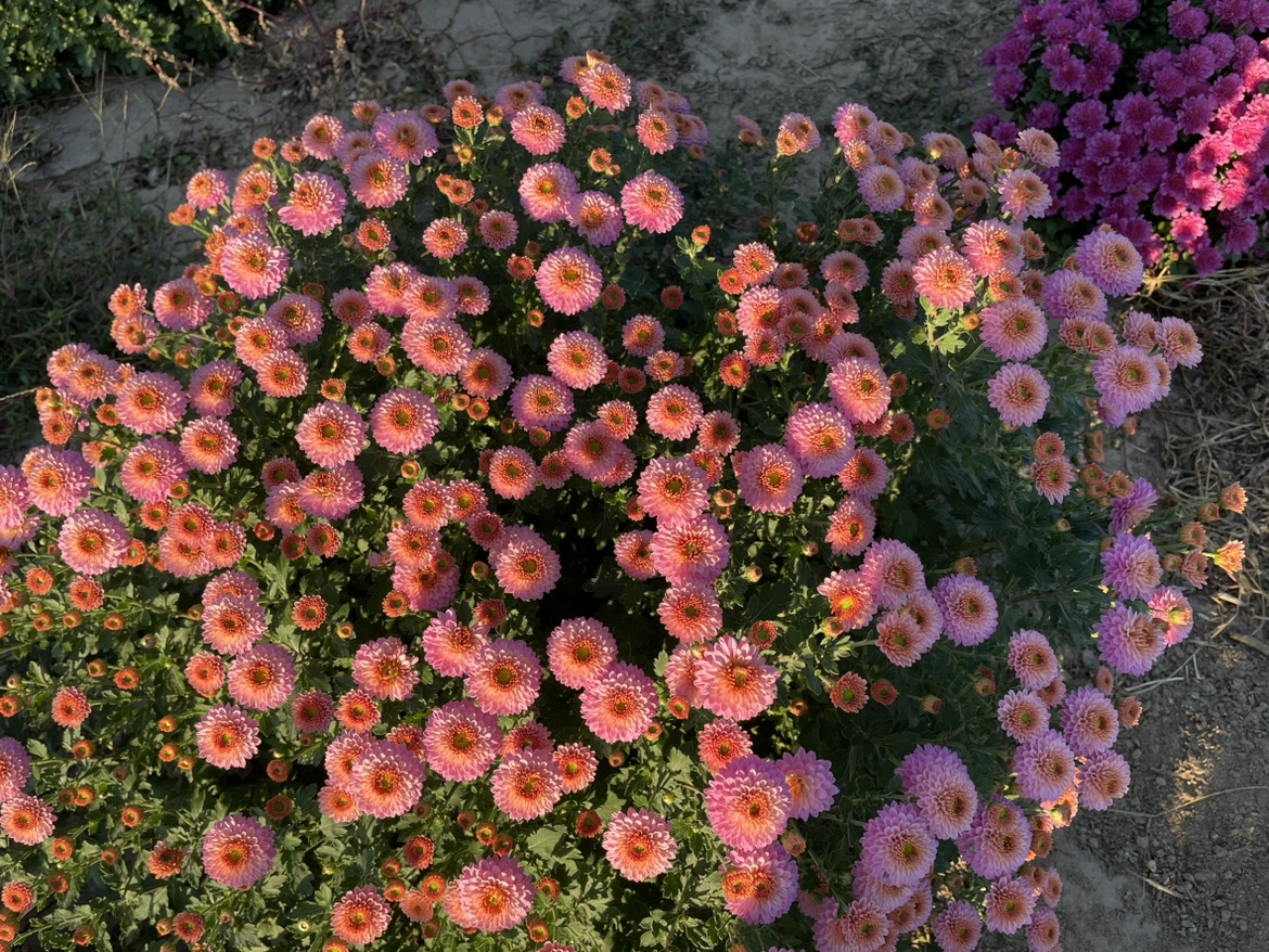 耐寒千头菊小苗糖果低矮迷你品种