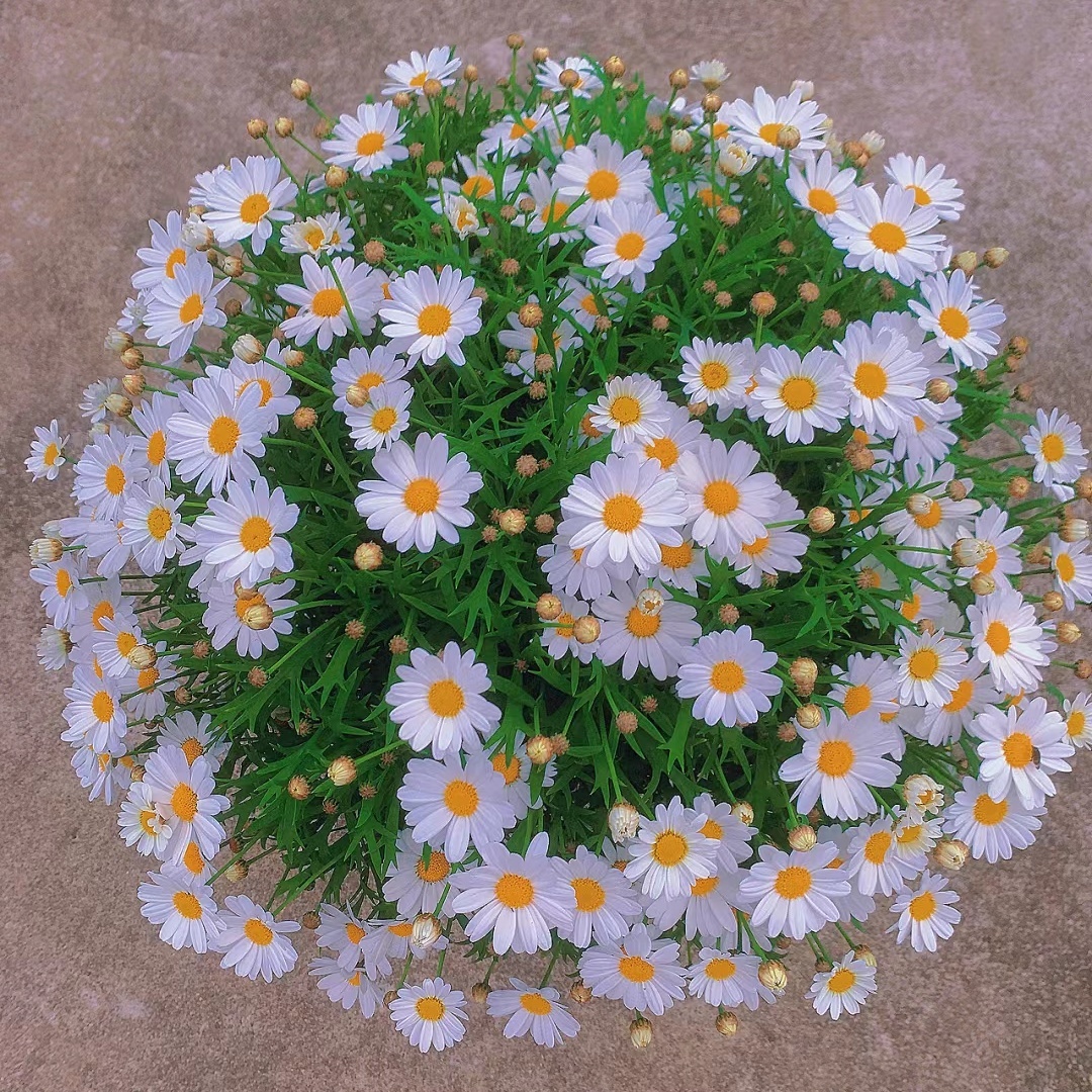 M77 新清新白(羽白)(27升级版)玛格丽特花苗 满28元包邮