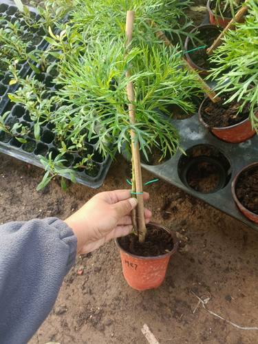 开花机器玛格丽特阳台