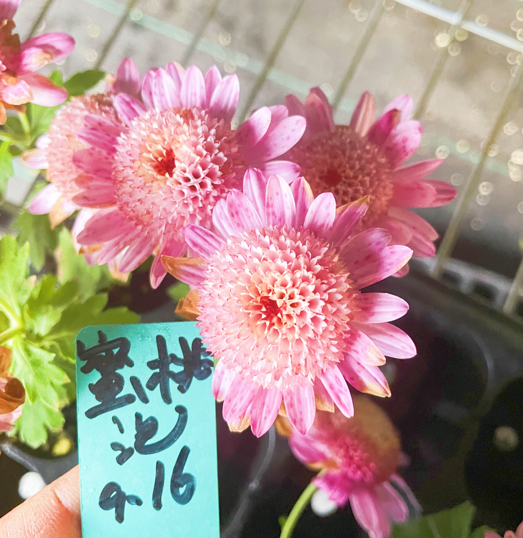 耐寒耐热特别高好种 泡泡菊花苗小苗 满28元包邮 50穴盘苗