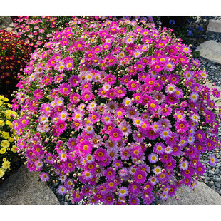 包邮 玛格丽特花苗小苗 28元 开花机器 M56婴儿玫红