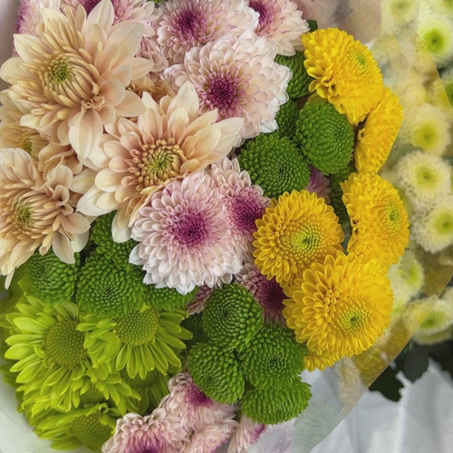 200个品种+耐寒耐热切花菊花苗 荷兰菊 网红菊28元包邮