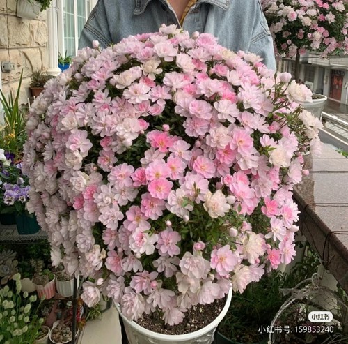 耐寒耐热 姬月季  超级迷你 多花 满28元包邮