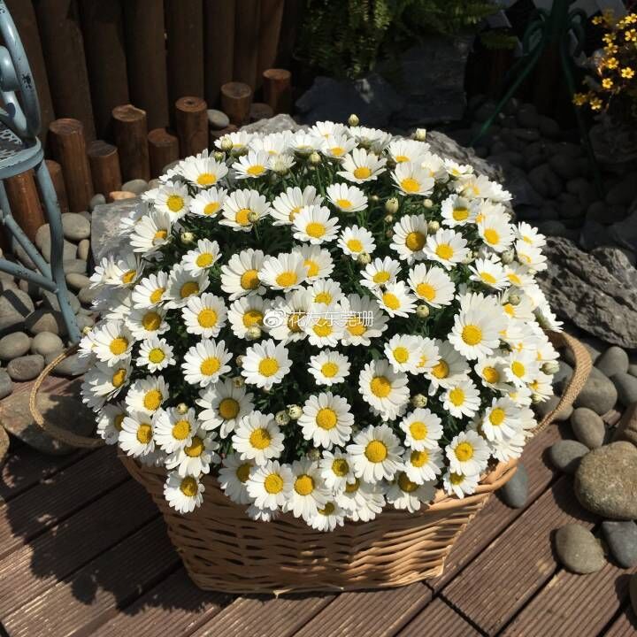 玛格丽特花苗小苗 M20 星火 开花机器  28元包邮