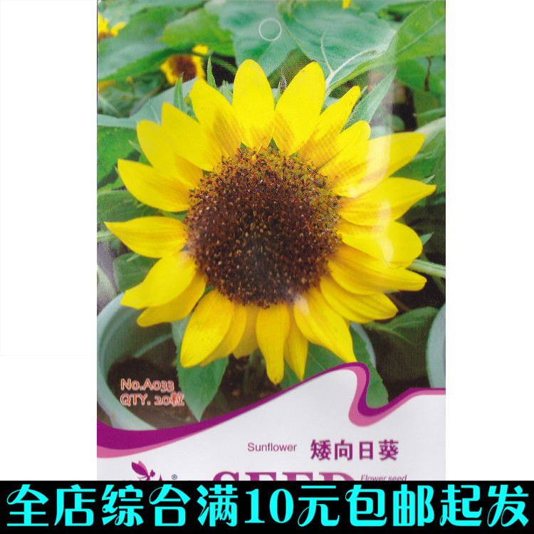 矮向日葵種子 進口品種 株高僅40cm 全年播種 花卉種子sunflower