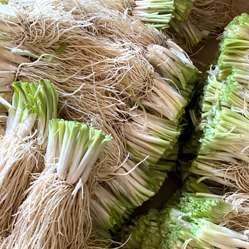 云南苤菜根新鲜韭菜根