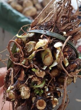 小叶川芎根盆栽蔬菜云南特产新鲜川芎根可种植阳台四季蔬菜煮炖肉
