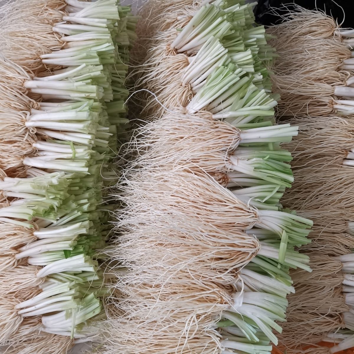 云南苤菜根新鲜韭菜根