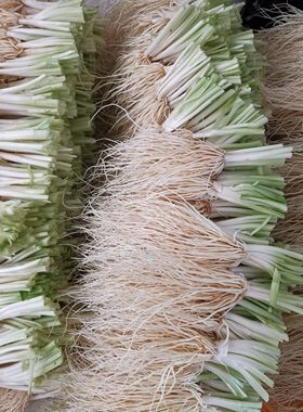 云南新鲜苤菜根 佤味鸡脚撇菜根皮菜根大韭菜根脚须子根牛皮腌制