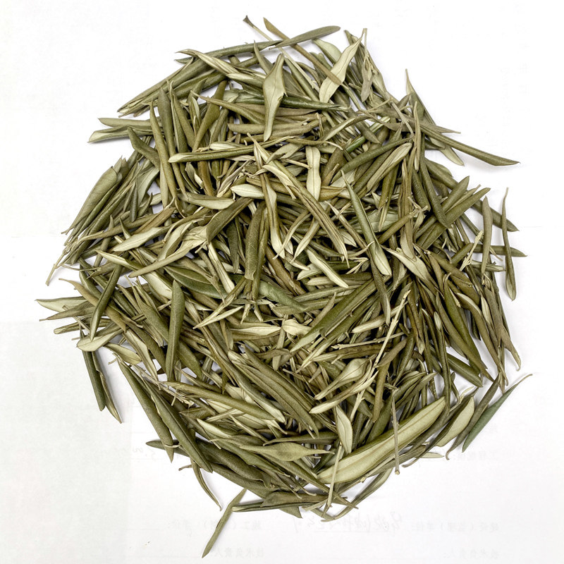 华欧油橄榄树干树叶子富含苦甙黄酮生物萃取采摘新鲜橄榄树叶片