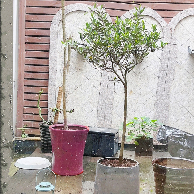 油橄榄树庭院棒棒糖植物盆栽耐寒