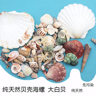 天然贝壳海螺装饰幼儿园造景鱼缸海洋扇贝拍摄道具玻璃许愿瓶