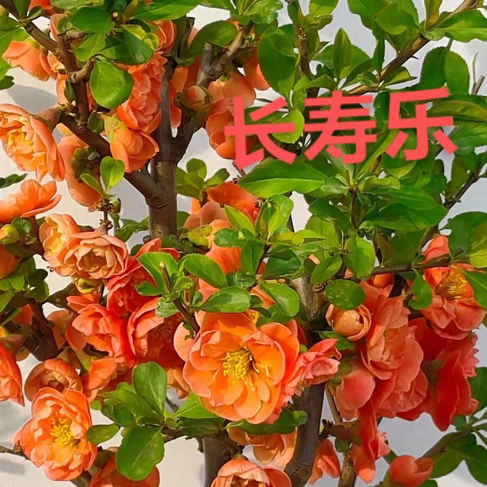 长寿乐海棠