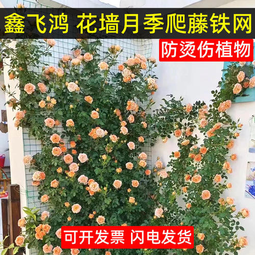 月季爬藤铁丝网包塑不会烫伤植物
