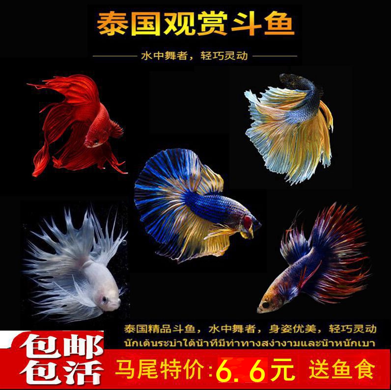 Betta living thing Thailand Betta Fish Tropical Fish Fish Food Lion Ponytail Half General Hopper tank Terminalia leafin the Pet/Pet food and supplies , Aqua World , Fish  category - from Buy2taobao.com to provide professional Taobao agent buy service