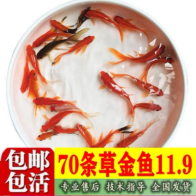 草金鱼活体冷水小型观赏鱼淡水鱼