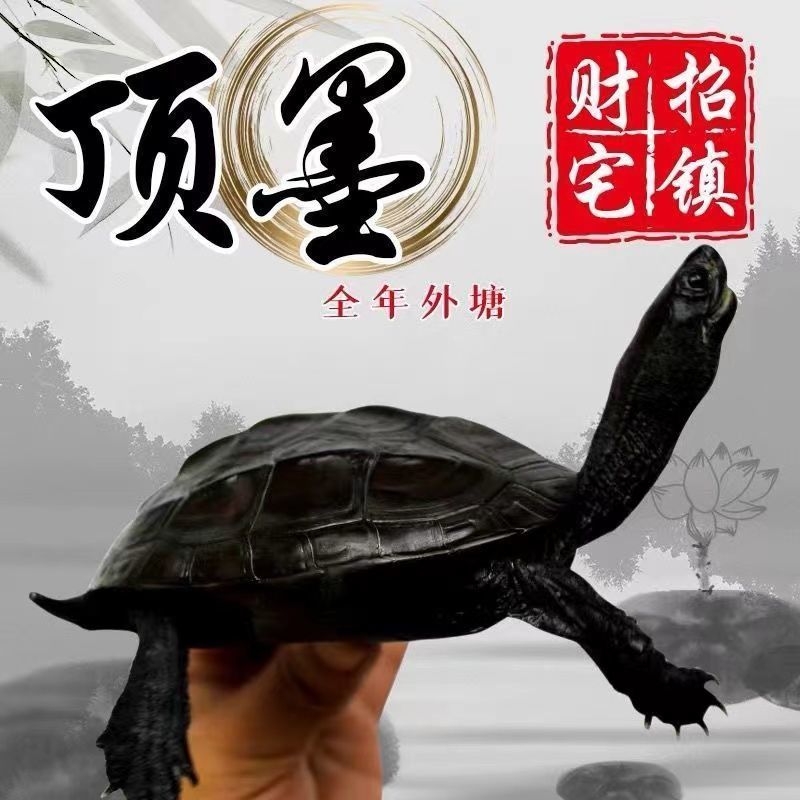 墨龟纯种全黑中华草龟掌