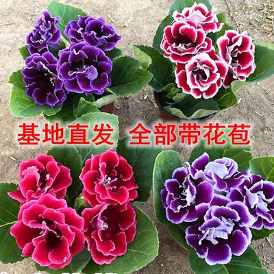 重瓣大岩桐盆栽带花苞富贵芙蓉花阳台客厅办公室四季开花好养易活