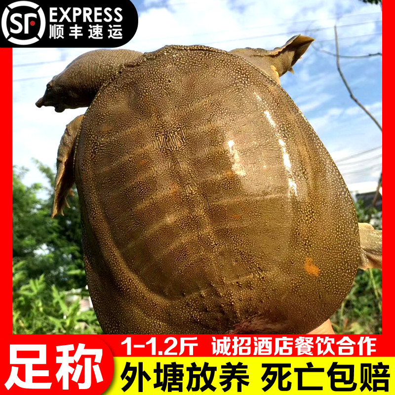 中华放养老鳖食用滋补王八包邮