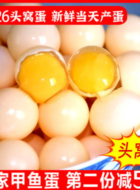 新鲜食用甲鱼蛋头窝蛋
