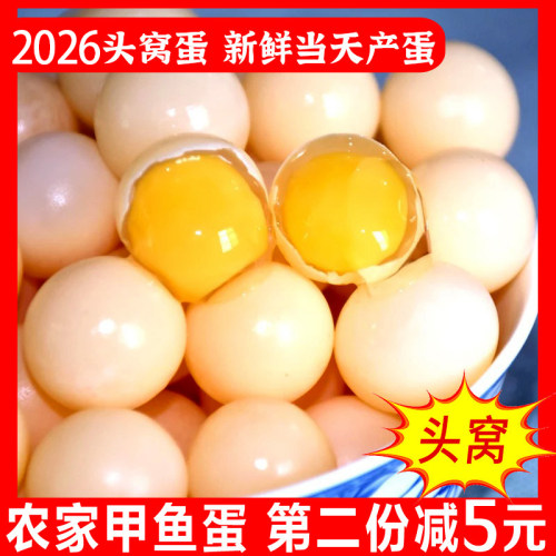 新鲜食用甲鱼蛋头窝蛋