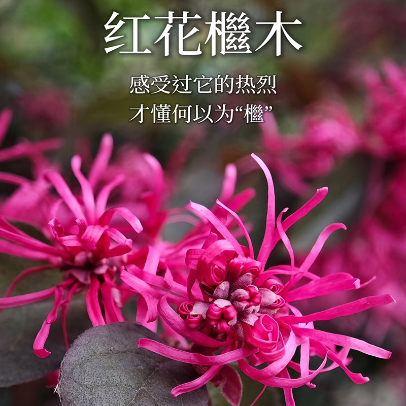 红花继木树苗庭院花卉观叶植物红檵木耐寒红叶彩色盆景绿化工程苗