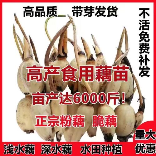 食用莲藕种苗 高产易活 当年结藕 池塘水田盆栽均可种植可观赏