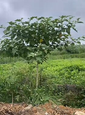 托鲁巴母砧木带着盆土发货可嫁接茄科辣椒茄子西红柿人参果长势快