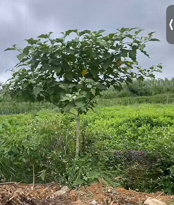 托鲁巴母砧木带着盆土发货可嫁接茄科辣椒茄子西红柿人参果长势快