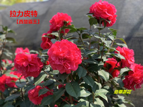 云南茶花  嫁接2年拉力皮特 西楚霸王耐冬嫁接特壮苗精品云南茶花 - 封面