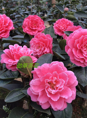 云南茶花名品 2年恨天高 有分枝 特壮苗  精品茶花