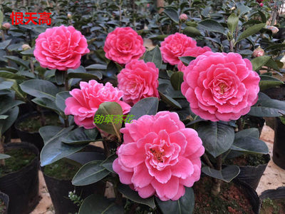 云南茶花名品2年精品传统靠接特