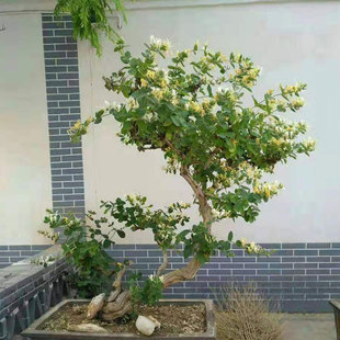 花卉植物大型耐寒阳 金银花树苗盆栽树桩老桩盆景黄白室内四季 冬季