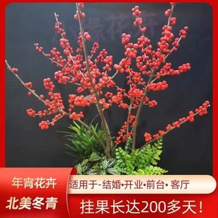 北美冬青树苗盆栽老桩盆景植物带红果送公树年宵花真鲜花耐寒花卉