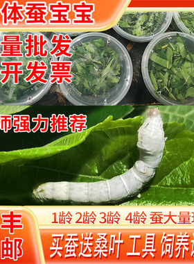 蚕宝宝套装活物活体蚕卵蚕籽学生养蚕籽蚕种幼蚕1龄234龄新鲜桑叶