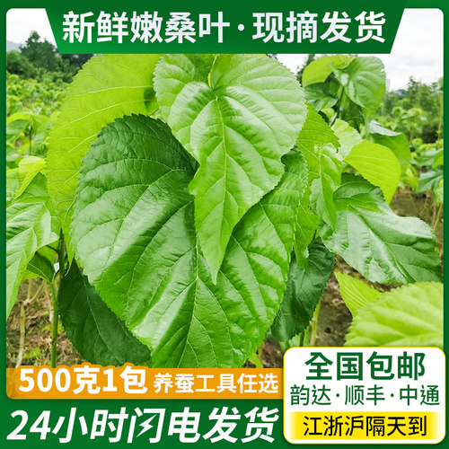 新鲜桑叶桑树叶蚕宝宝食物叶子