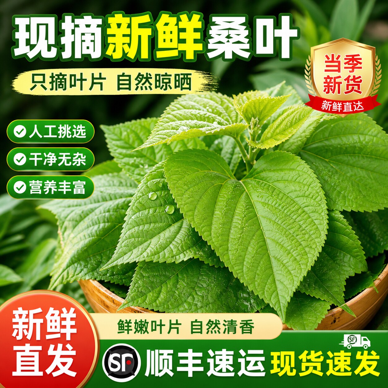 顺丰发货新鲜桑叶桑树叶蚕卵人工挑选学生蚕宝宝桑叶无杂营养丰富图片