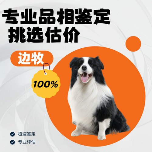 边牧品相鉴定估价猫狗品相宠物鉴定师金色边牧陨石色边牧鉴定