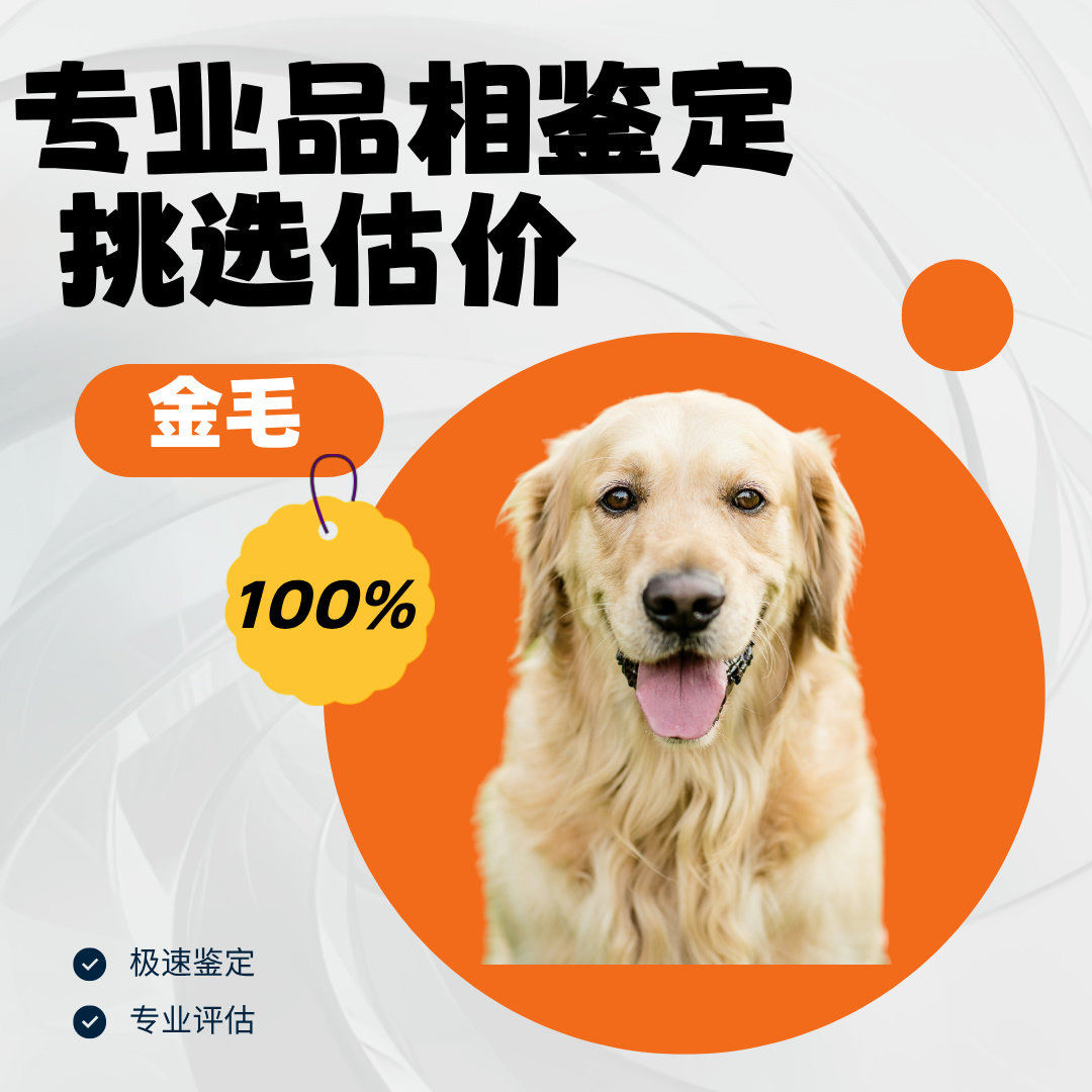金毛品相鉴定估价狗品相宠物鉴定师枫叶红沙滩金赛级金毛鉴定估价